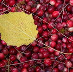 Homespun Harvest Scented Melt