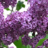 Lilac Blossom Scented Melt